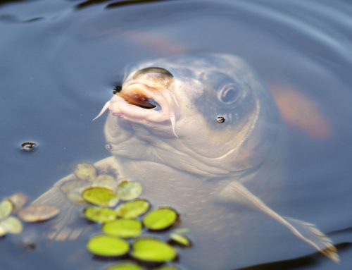 The Tell-Tale Carp (2024)